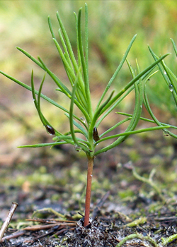 Over 250,000 tree seedlings to help ‘Reforest Fiji’