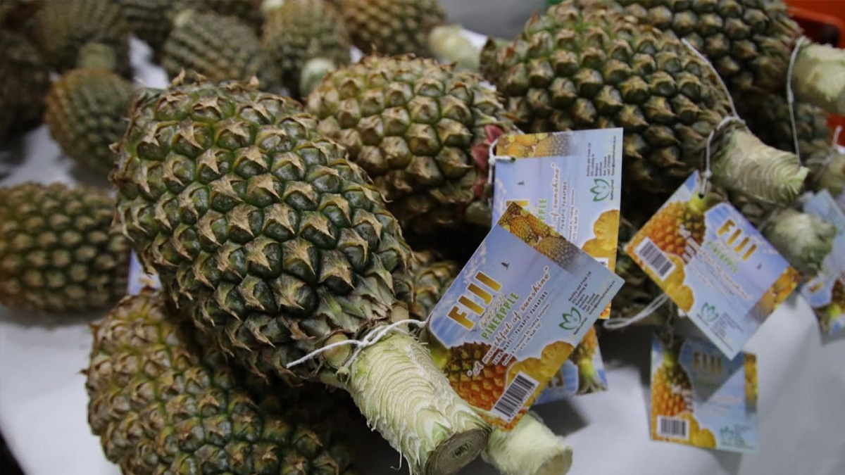 Fiji's first pineapple trial export to NZ a success