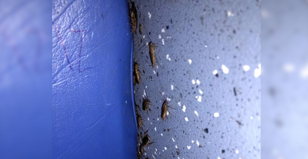 Passengers find cockroaches crawling next to them in Raiwaqa Bus